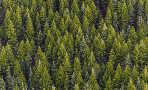 Evergreen Wealth Management logo on a forest background.